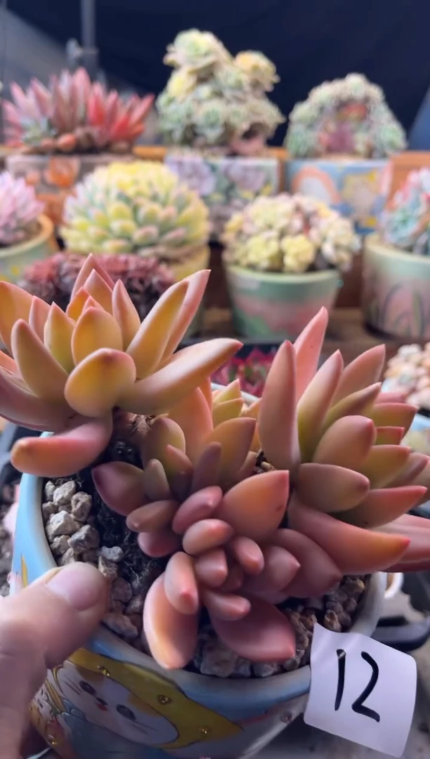 12海洋之歌11111111111111