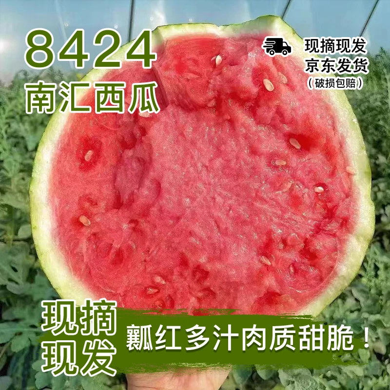8424上海南汇西瓜新鲜爆汁现摘包熟多汁皮薄无籽有籽随机发货