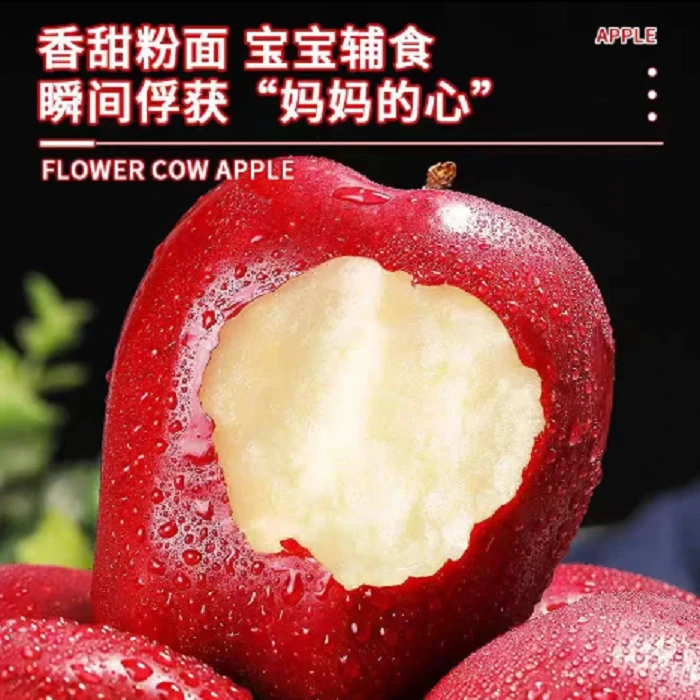 正宗甘肃花牛苹果粉嫩多汁现摘现发果园直发