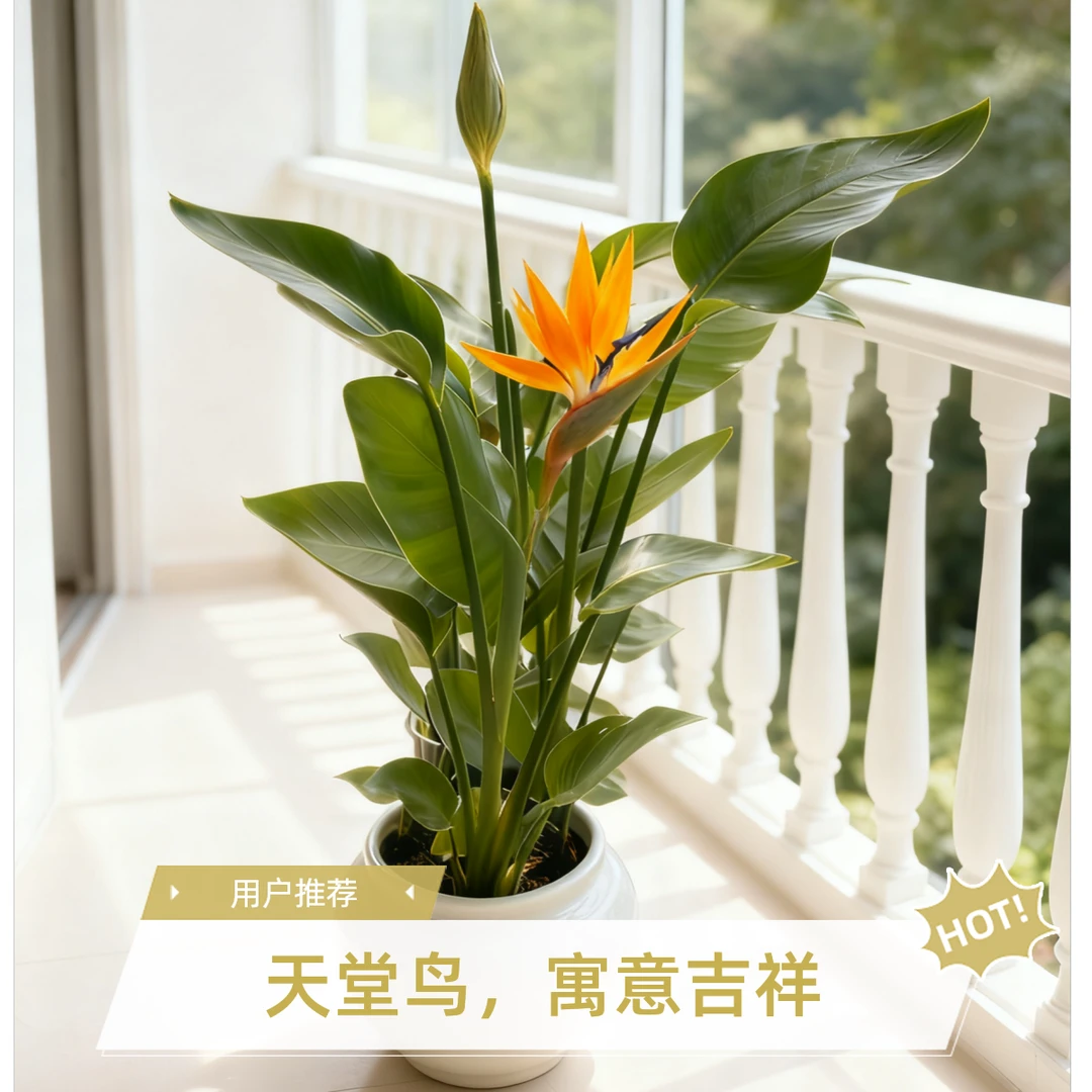 客厅大盆盆栽植物鹤望兰别名【天堂鸟】室内阳台植物