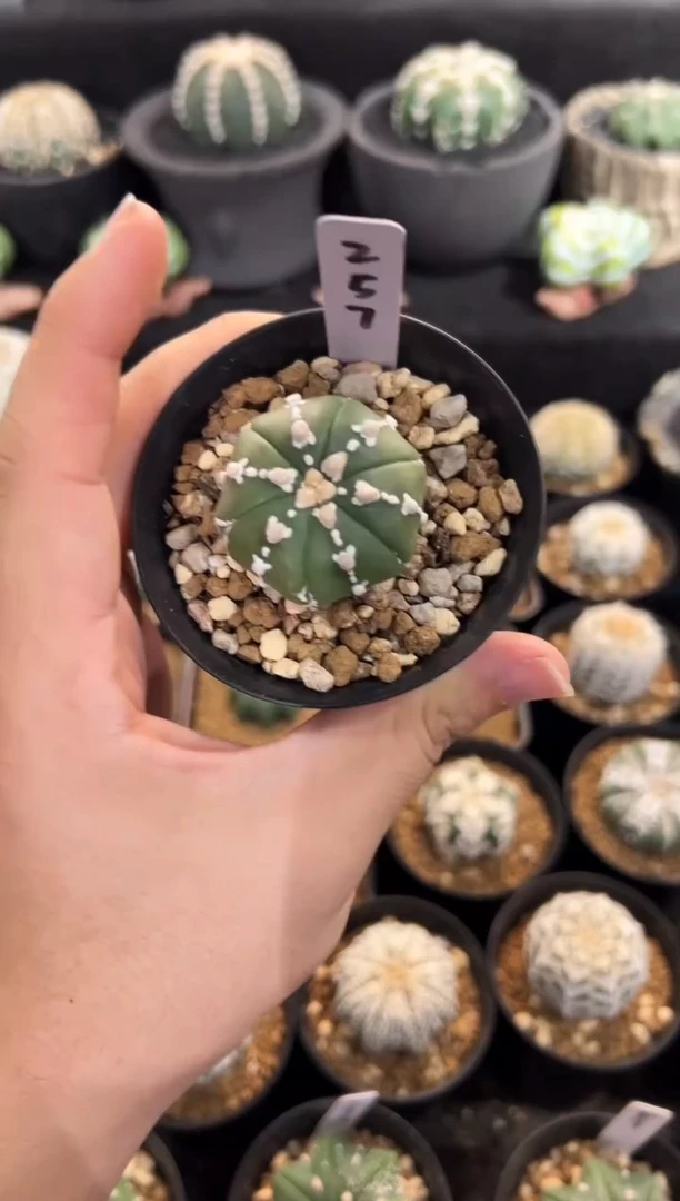 六棱海星V实生根星兜编码257