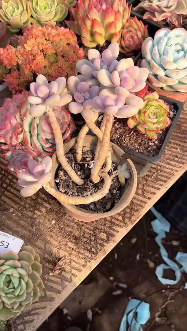 心**露多肉植物一物一拍23254