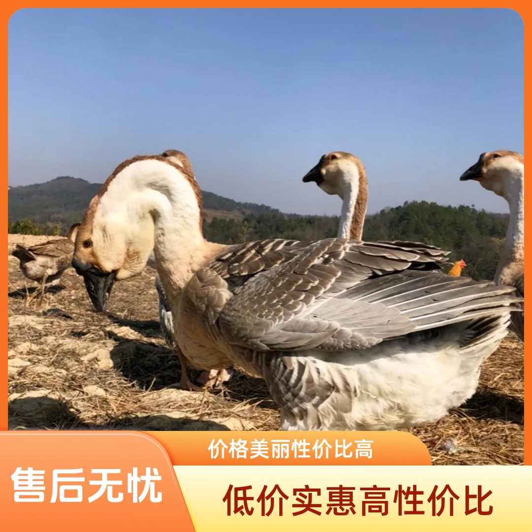 7-9斤左右狮头鹅包邮到家