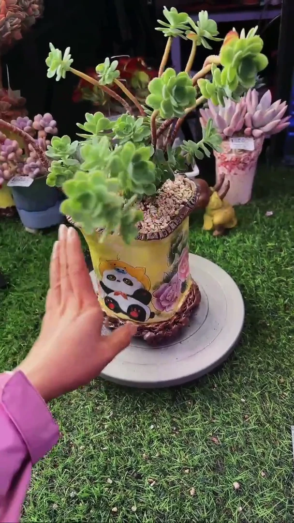 昆明印象多肉09797