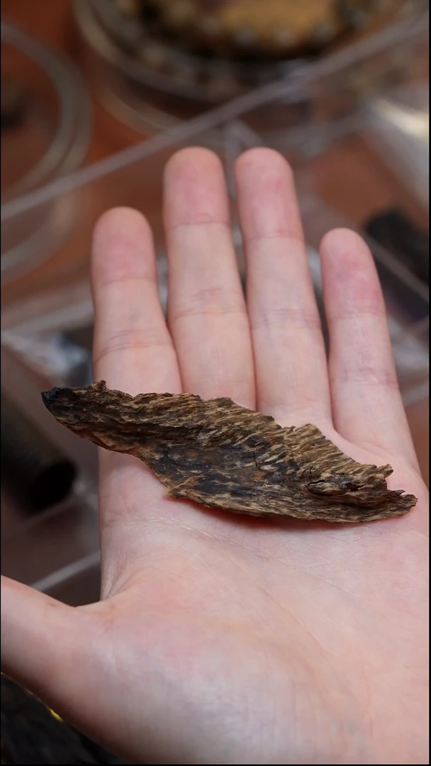 沉香沉香碎屑柬埔寨2.04g