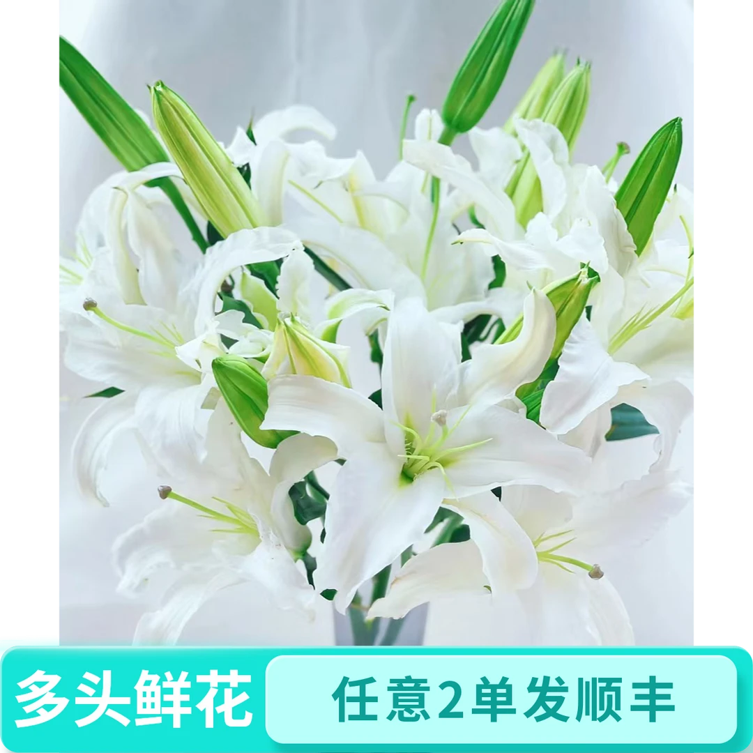 单头，双头西伯利亚香水百合-任意2单发顺丰包邮