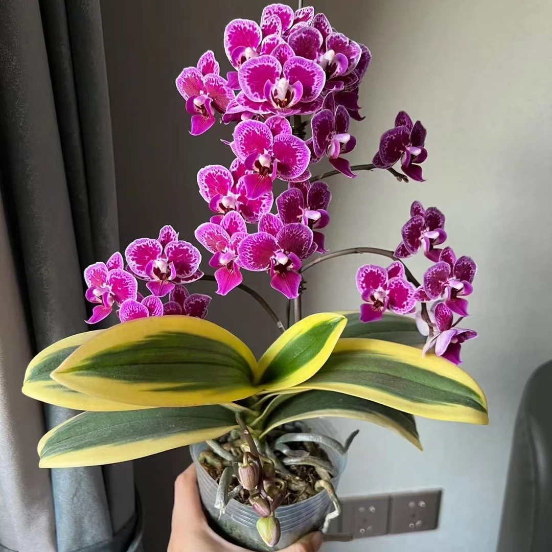 【4个花剑 金边蔓越莓】3.0杯蝴蝶兰爆花机器特别爱长侧枝