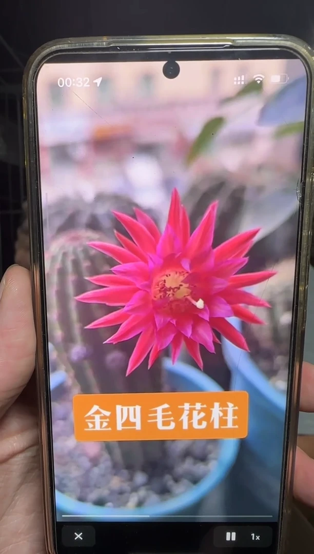 金4 毛花柱【带根】