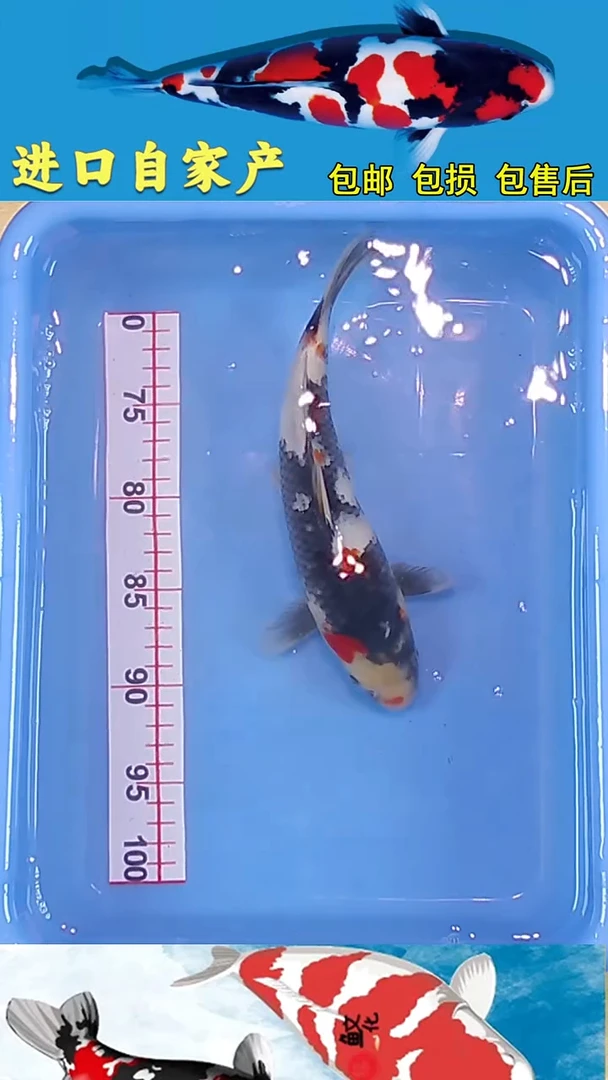 锦鲤2025/12/26悦鲤阁甄选锦鲤--35