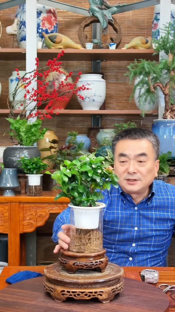 无花朵倚**笑水之韵水培龙船花