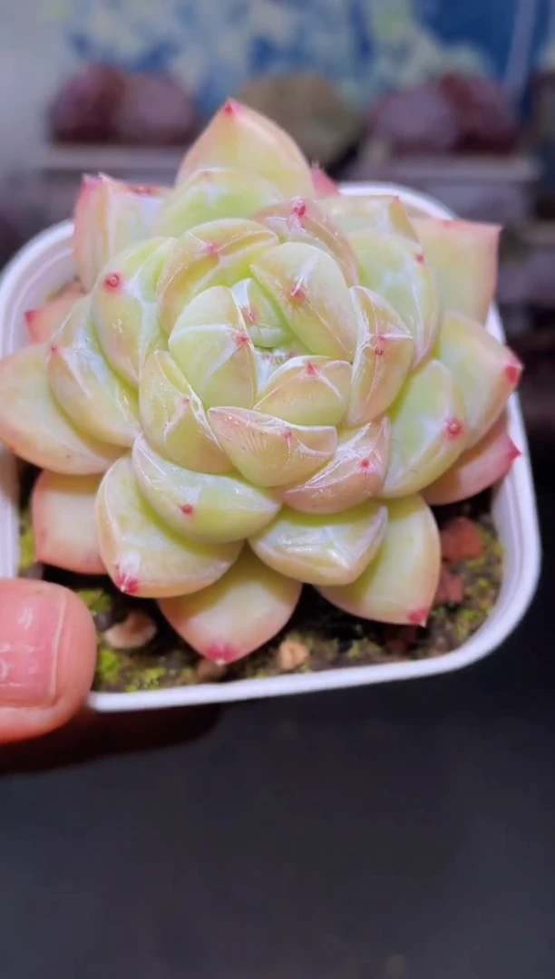 【闪购商品】401钻石珍妮