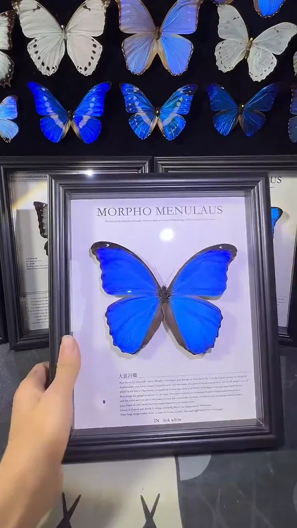 大蓝闪蝶欧版相框