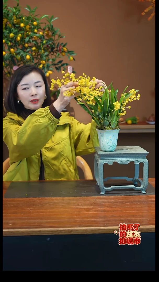 全部花朵黄金梦香盆景盆景盆景