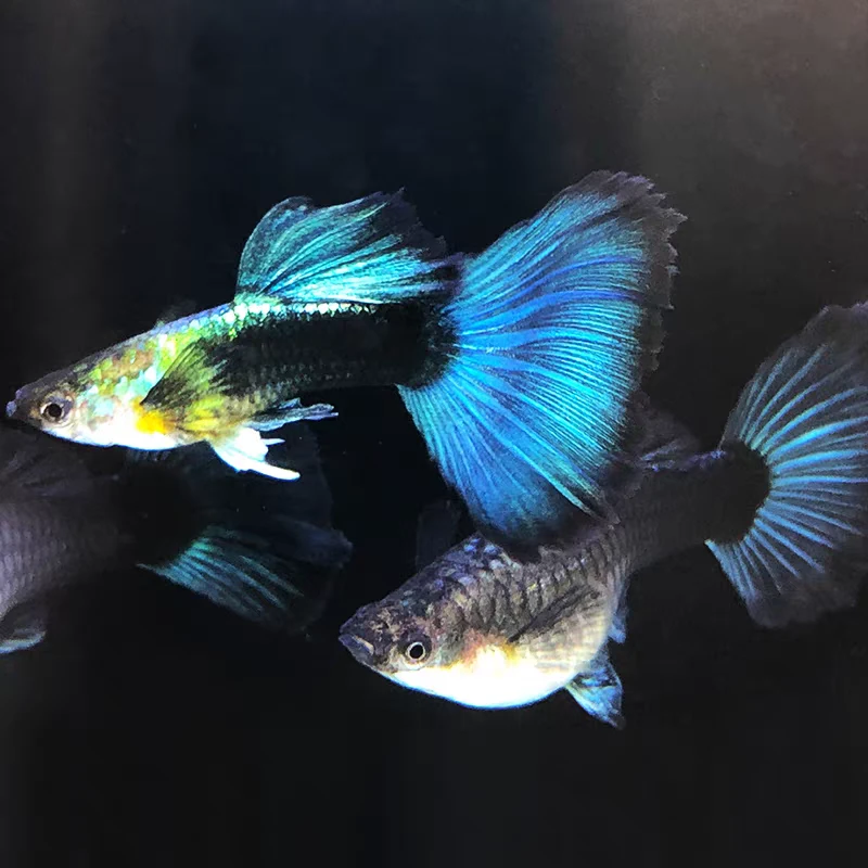 小型热带观赏鱼 孔雀鱼 蓝礼服