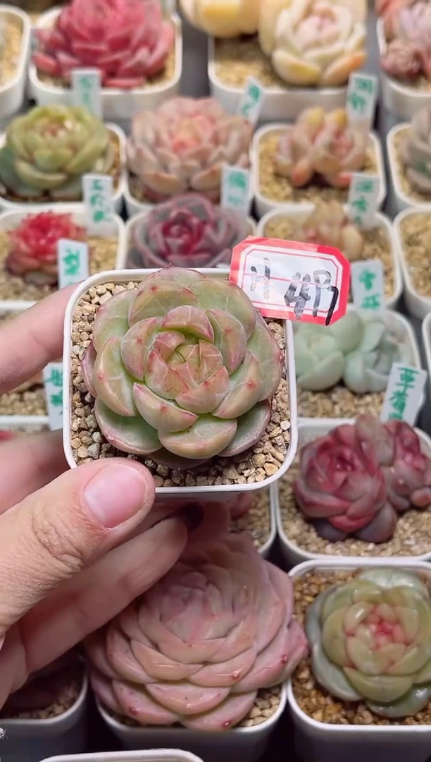 【闪购商品】H497柳丁一物一拍