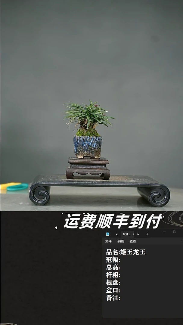 【闪购商品】11 姬玉龙王