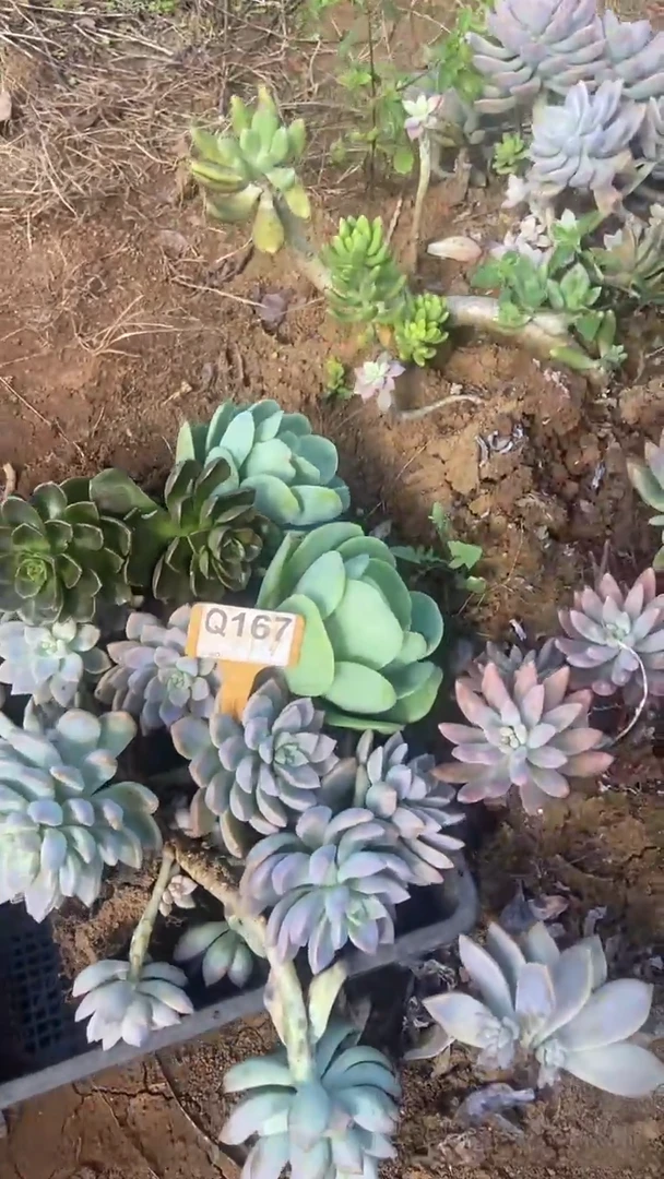 Q167多肉组合默认脱土发货