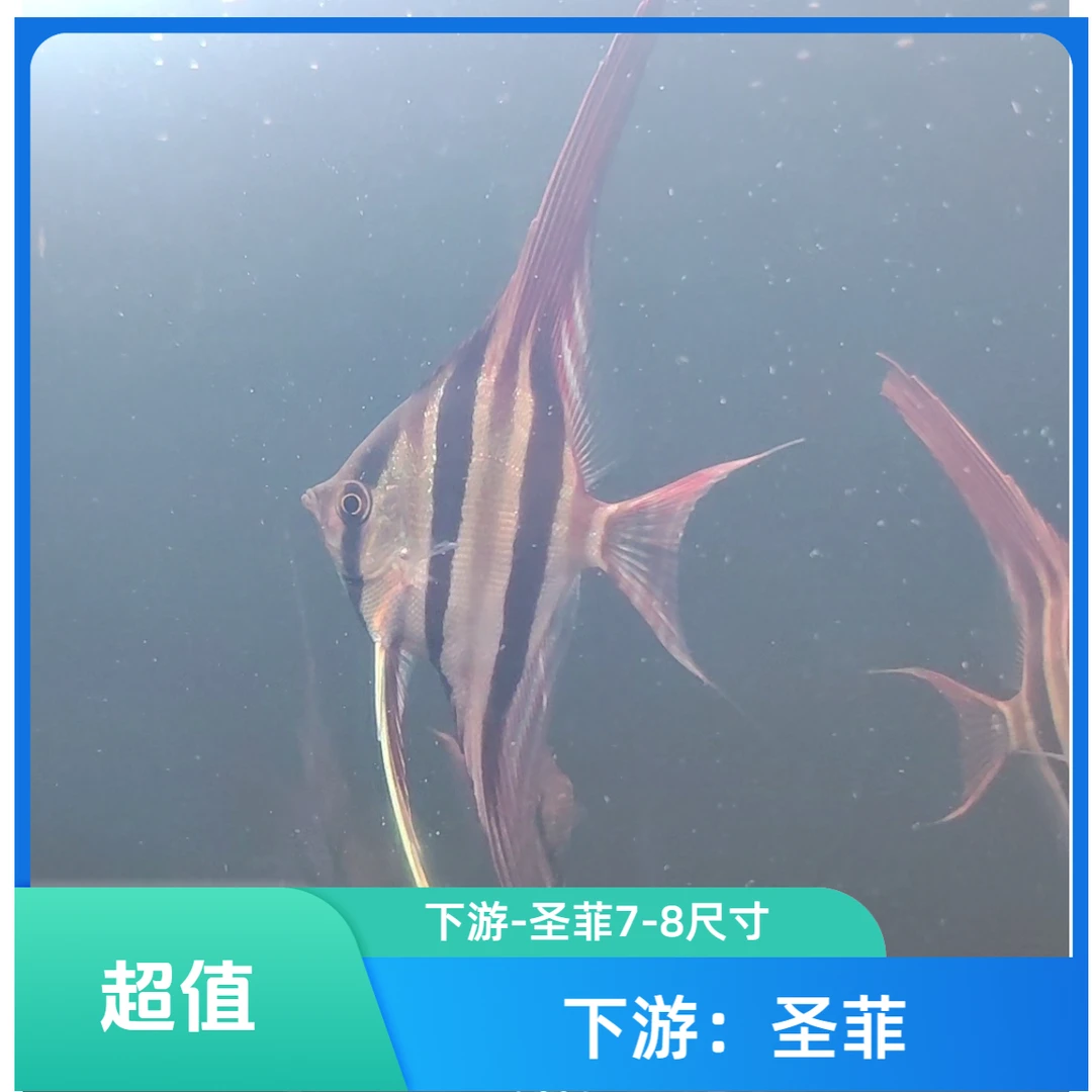 （下游）7-8CM圣菲利佩活体观赏鱼圣菲儿埃及神仙鱼