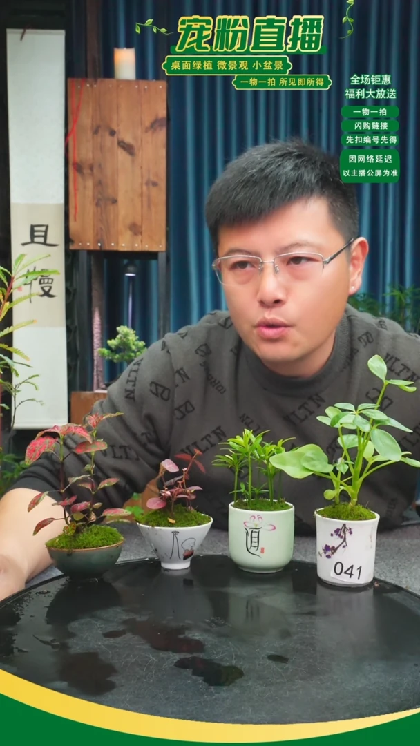 无花朵九***语苔藓微景观041号