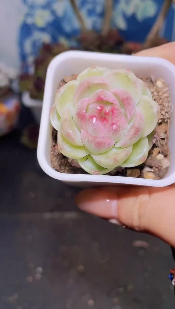 【闪购商品】761浮世绘多肉