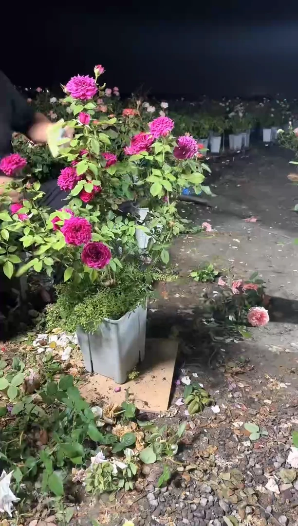 当前无花朵，栽培后可花朵112紫茸6.5L