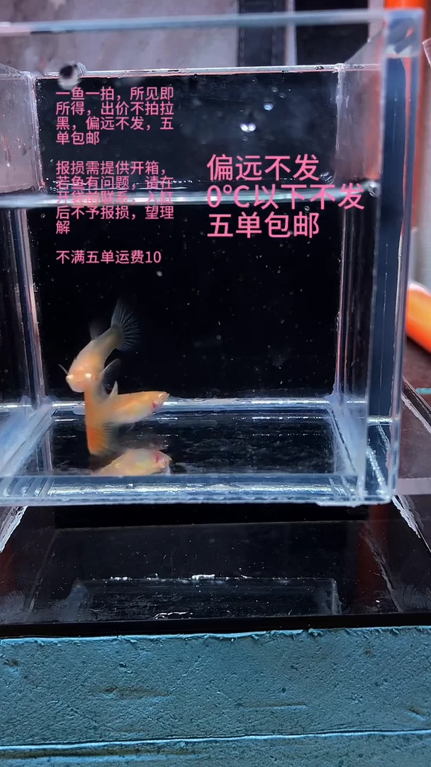 孔雀鱼孔雀鱼 04