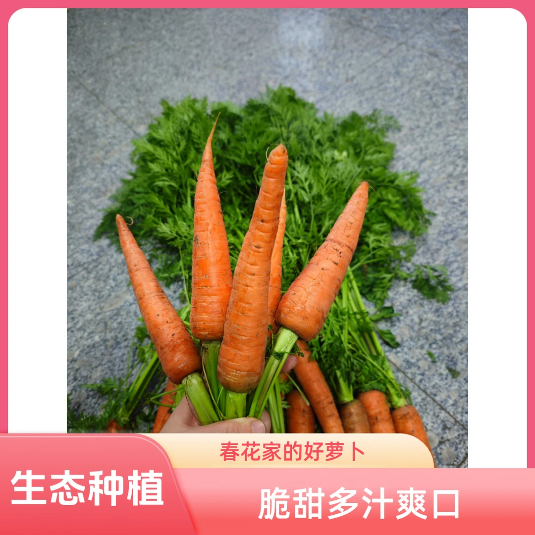基地自己种的胡萝卜熟食软糯生食脆甜