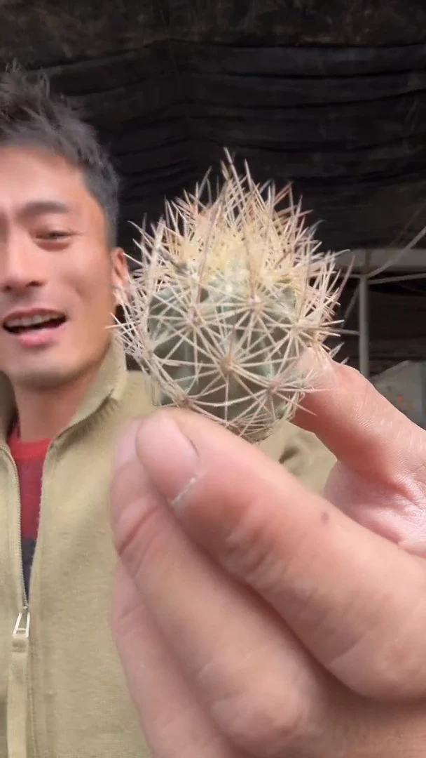 实生魔宝玉69.99