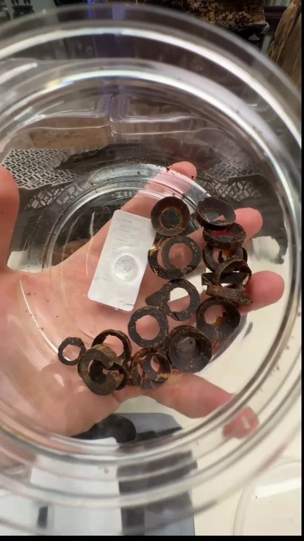 【闪购商品】格格宠粉福利棋楠甜甜圈2g