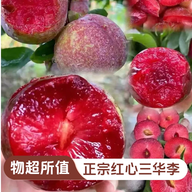 正宗红心三华李酸脆李子新鲜孕妇水果