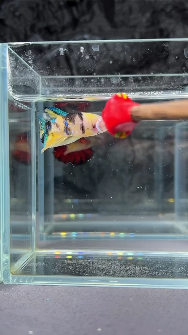 斗鱼竞拍链接A064