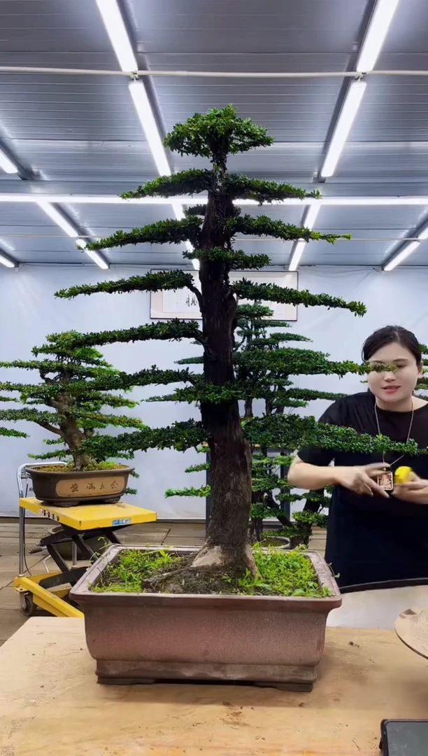 无花朵一物一拍，所见即所得
