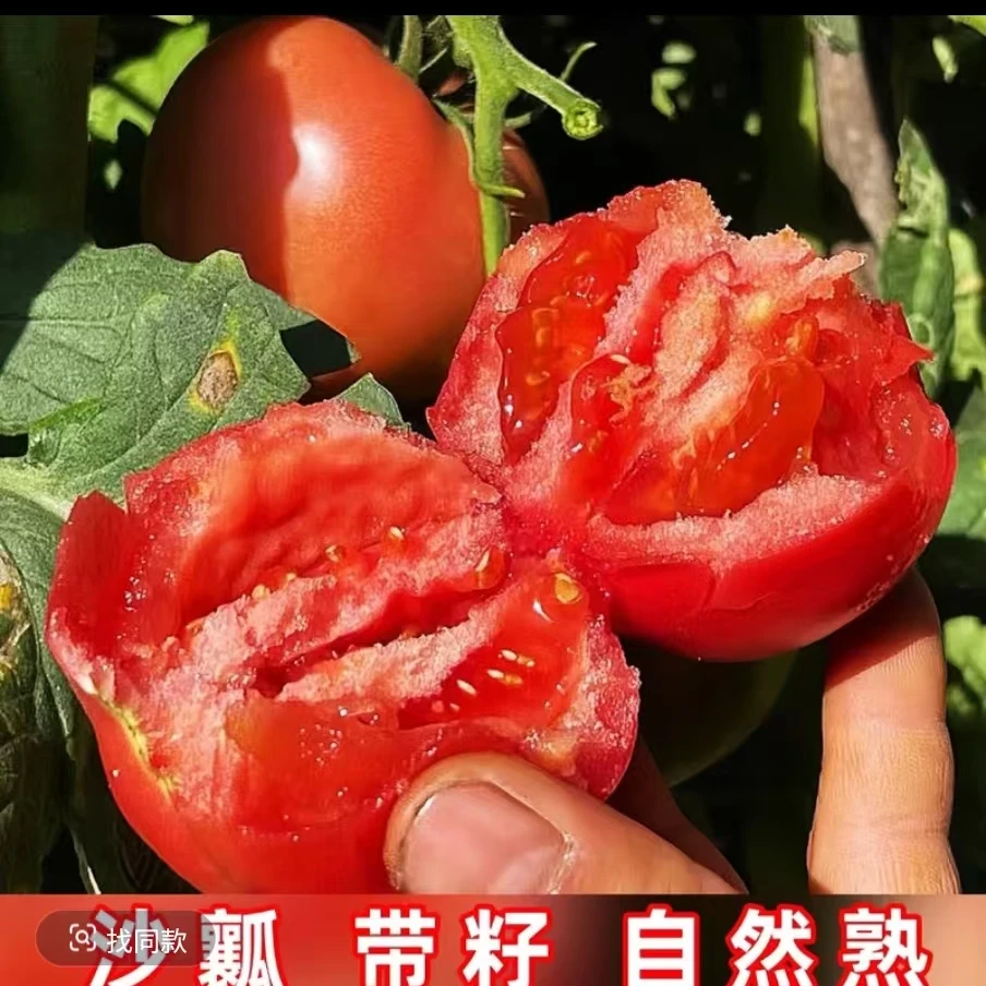 【5斤】水果西红柿露天种植新鲜农家沙瓤西红柿酸甜可口不催熟