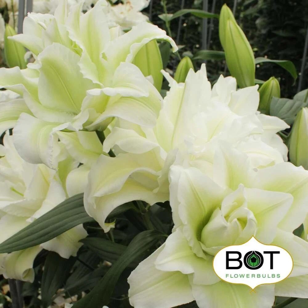 超新品【冰雪世界】18/20高级感香水百合耐寒好养室内外百合花种球