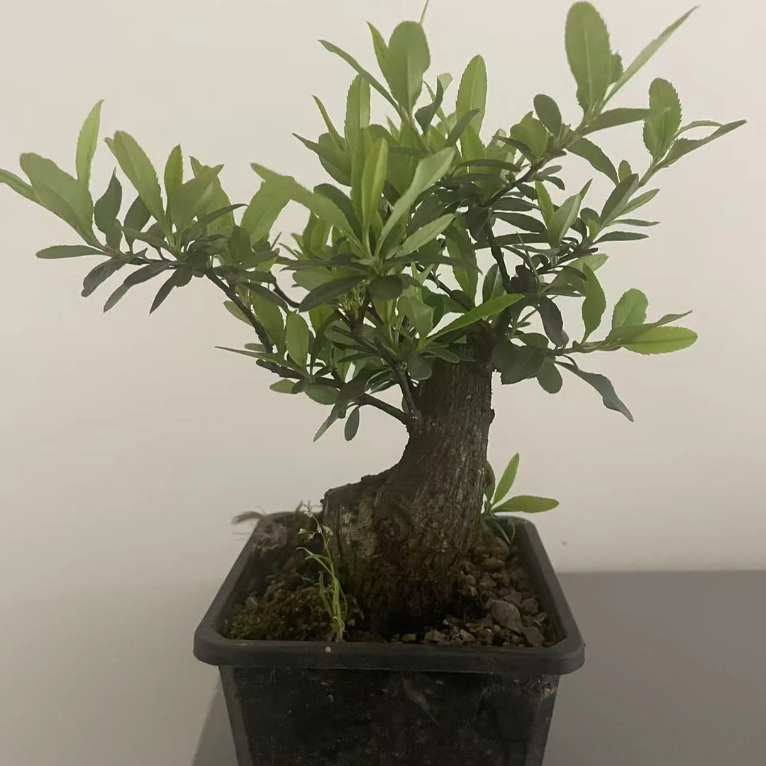 火棘盆景绿植花卉