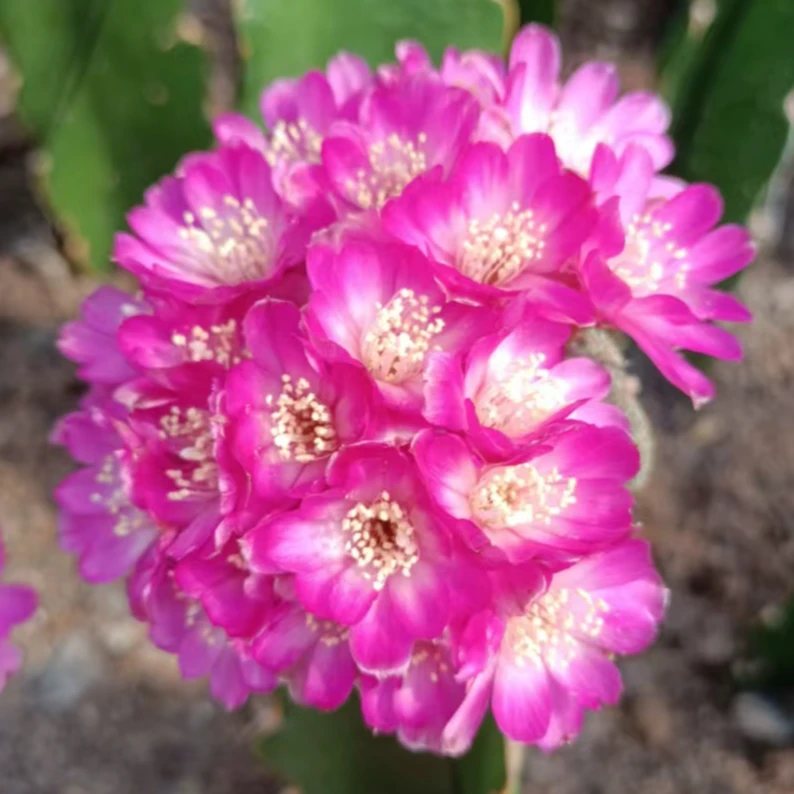 二妹园艺（腮红沟宝 落地自根）好花色仙人球满18包邮随机发