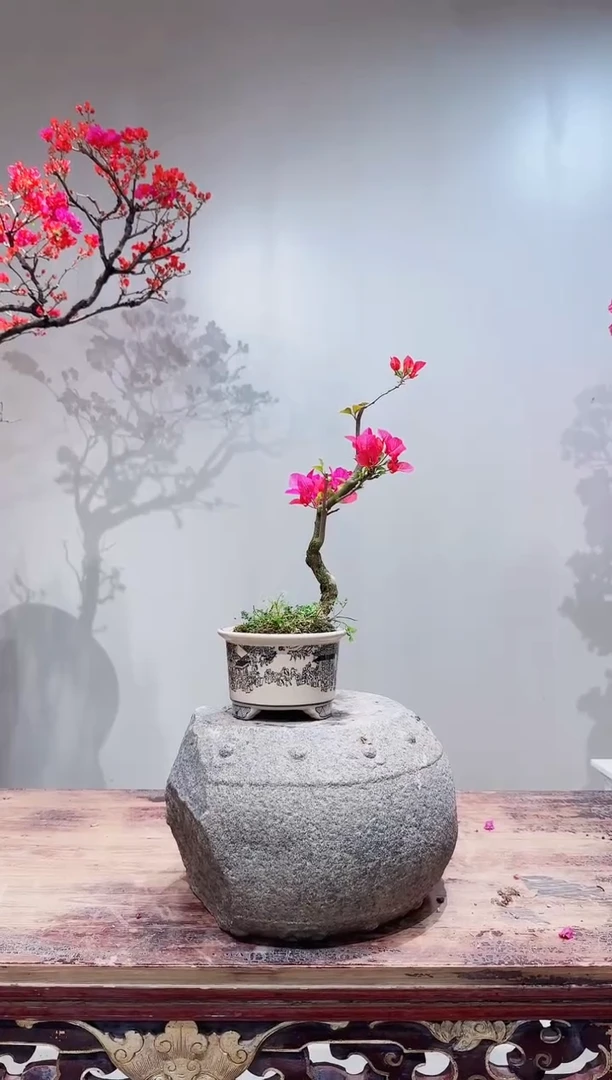 【闪购商品】盆景海岛红