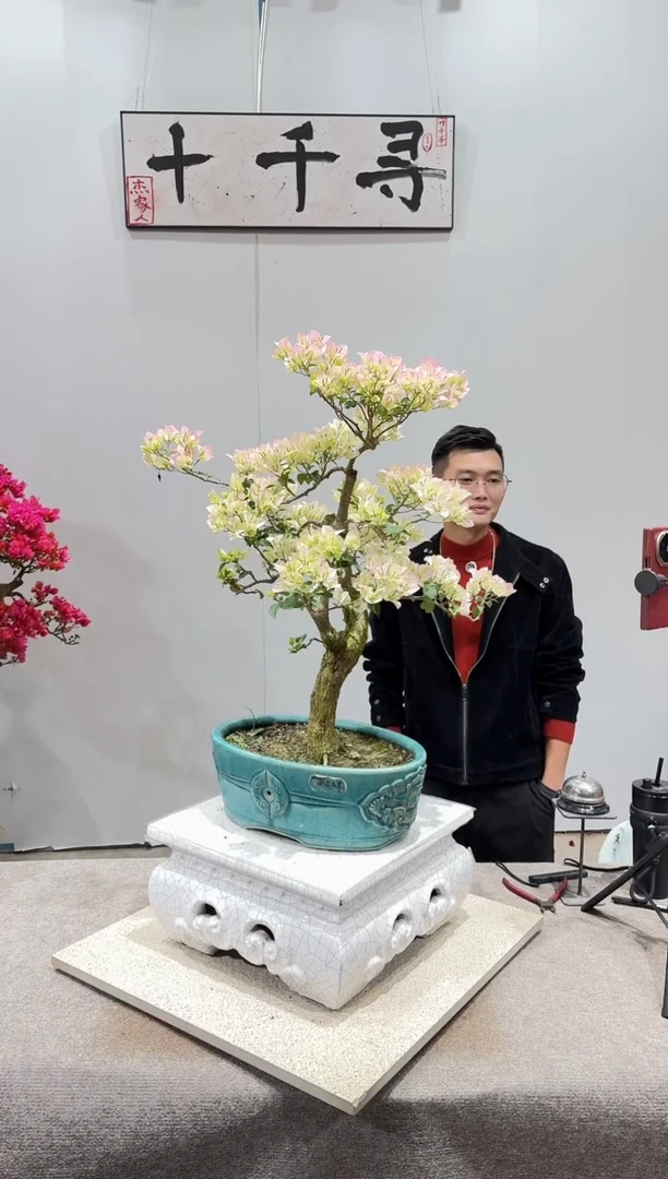 完全开放绿樱三角梅