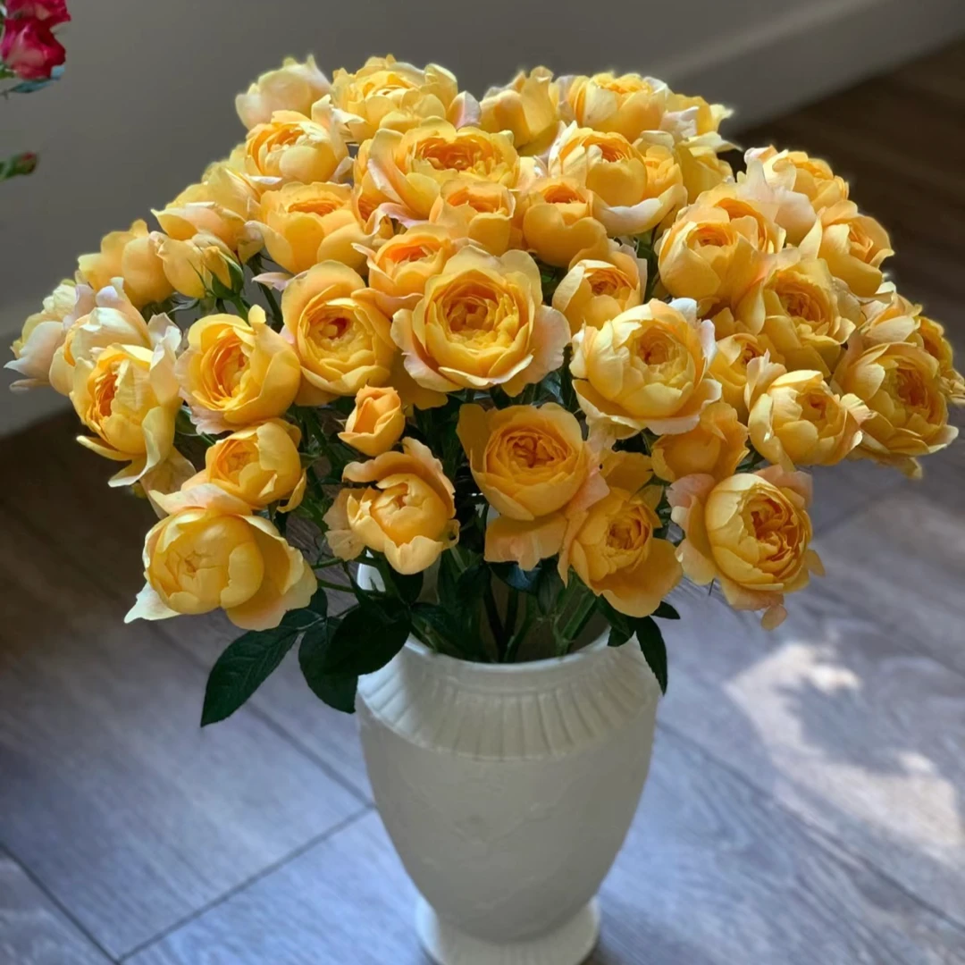【橙汁阳台多头玫瑰】任意两单及两单以上鲜花顺丰冷链包邮发货