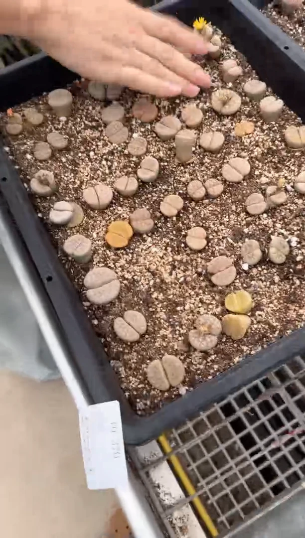 肉锥生石花脱土发10-370