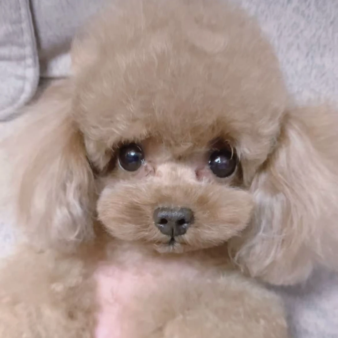 A浩茶杯泰迪比熊