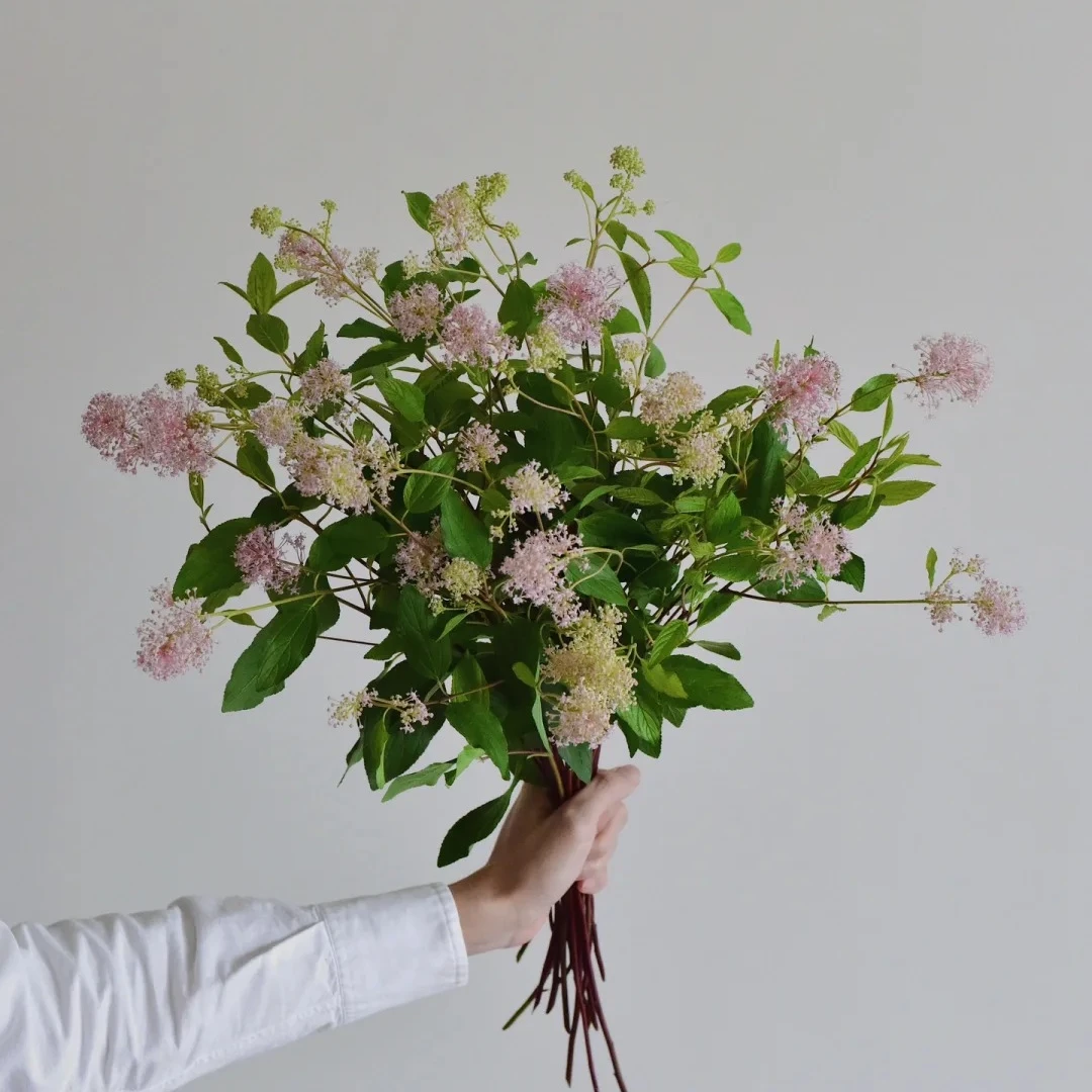 【美洲茶】稀有花材氛围感粉色鲜花花期长1单顺丰包邮花束鲜花