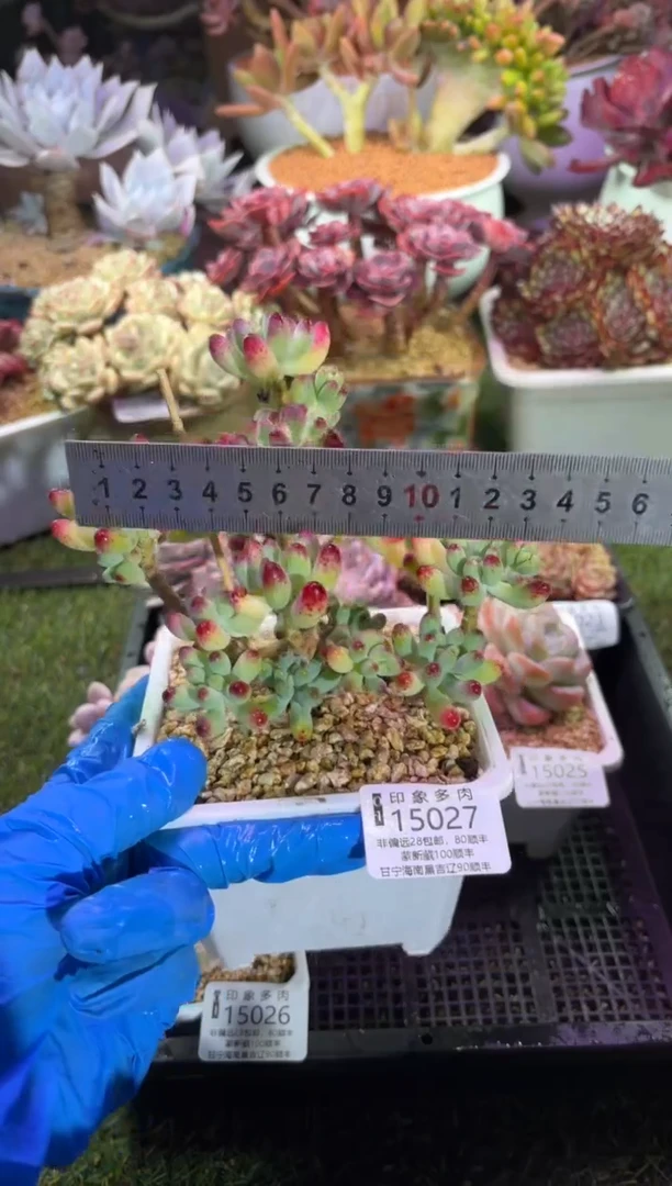 【闪购商品】15027