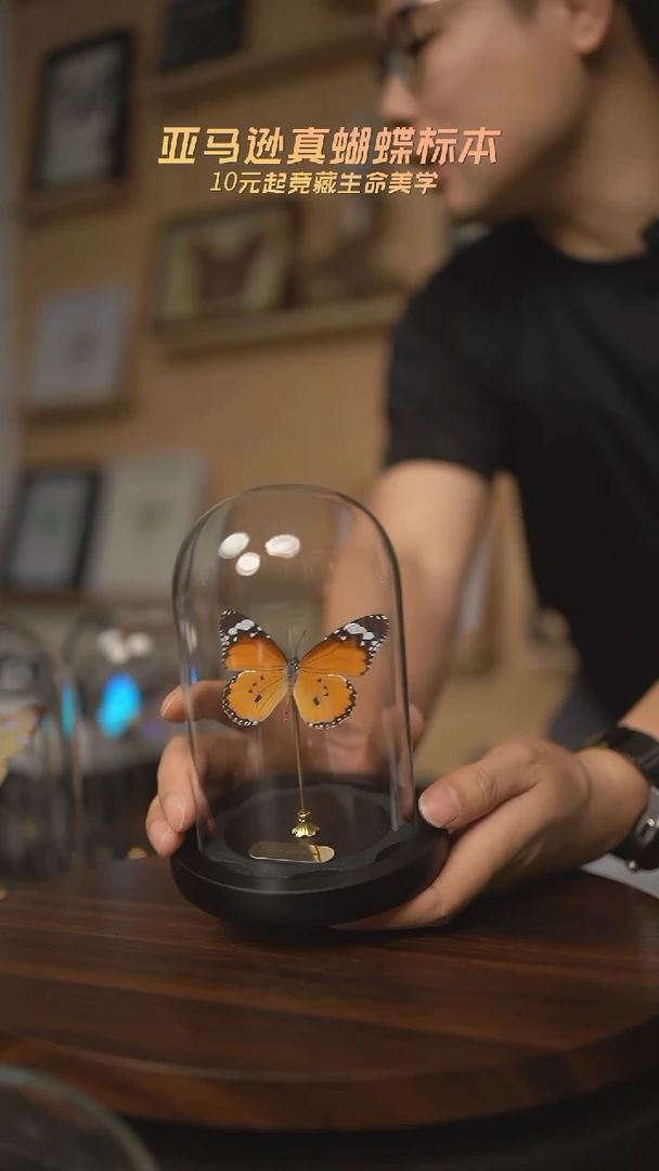 有机玻璃金斑蝶玻璃罩