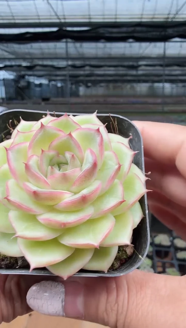 东云多肉园新款-225