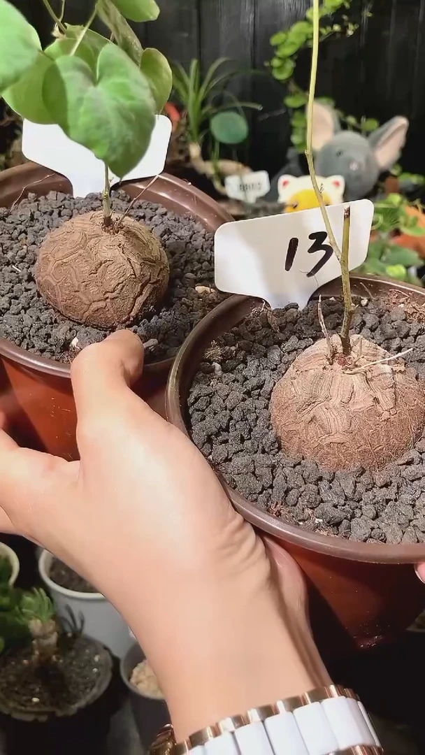 13号1030福利特价南非龟甲龙套餐