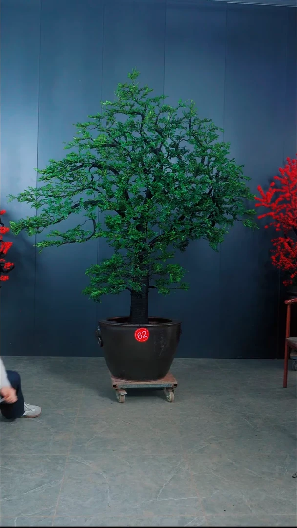 无花朵使*广东的小叶紫檀.62号