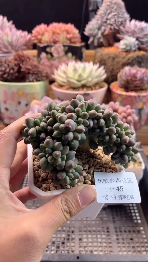 【闪购商品】1.17-45千代田缀化