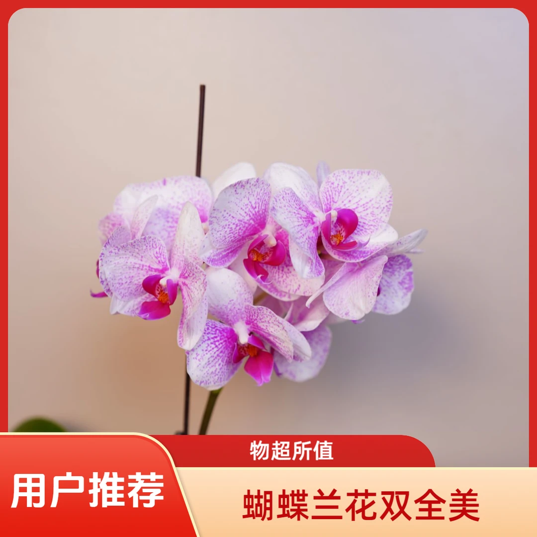 繁星里蝴蝶兰（2.8寸）【丽莎】全花开花株发货