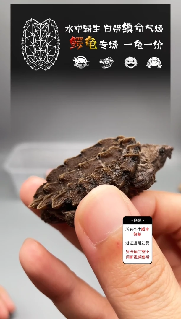 不分公母宠物龟4-4